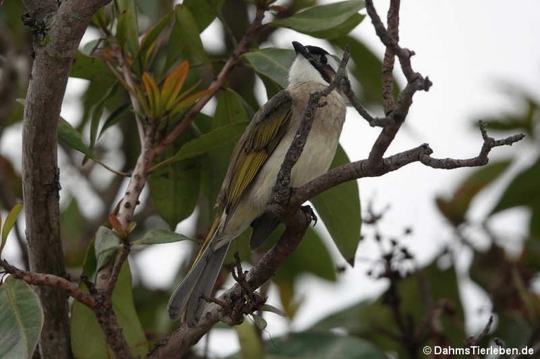 Pycnonotus sinensis