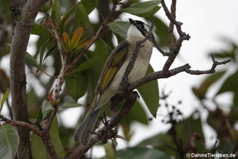 Pycnonotus sinensis