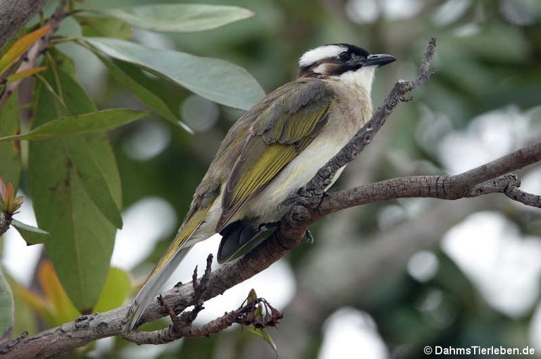 Pycnonotus sinensis