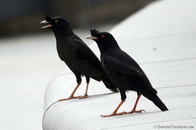 Acridotheres cristatellus-1