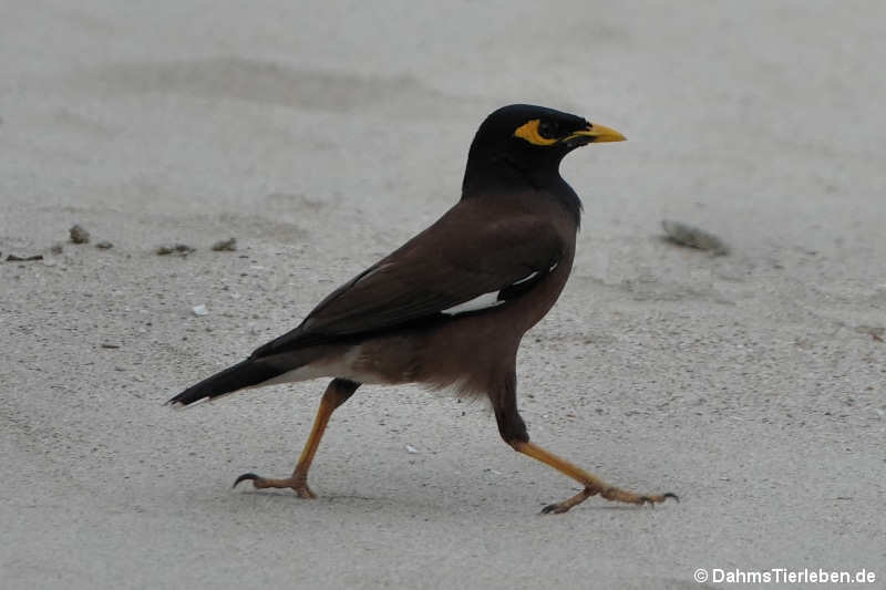 Acridotheres tristis tristis