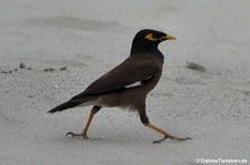 Acridotheres tristis tristis-1