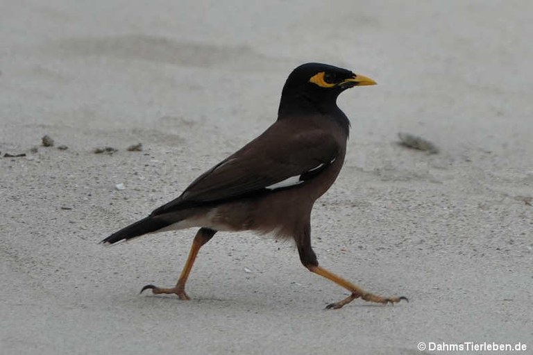 Acridotheres tristis tristis