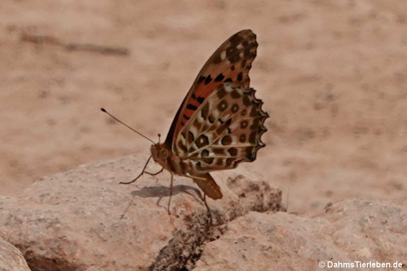 Argynnis hyperbius