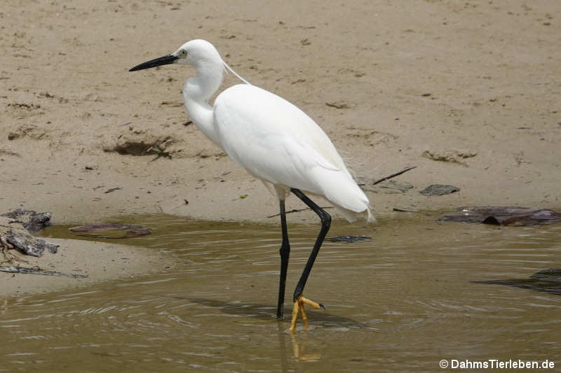 Egretta garzetta garzetta