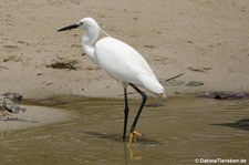 Egretta garzetta garzetta-1