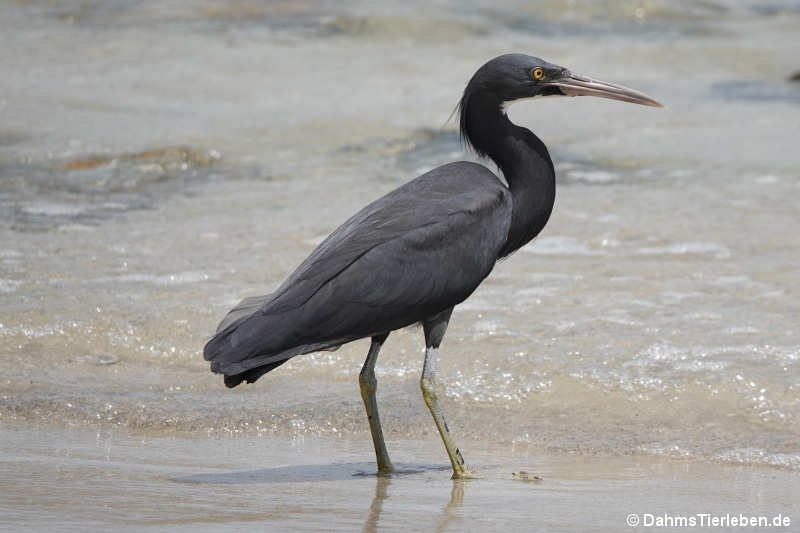 Egretta sacra
