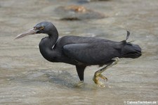 Egretta sacra-3