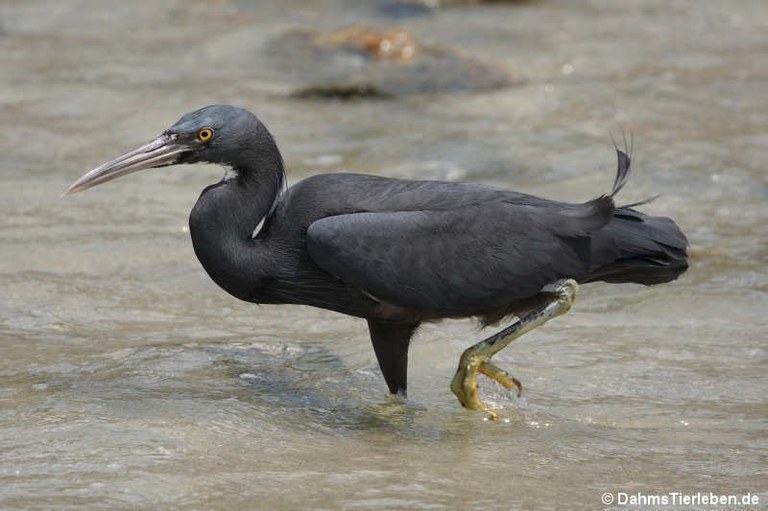 Egretta sacra