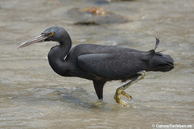 Egretta sacra