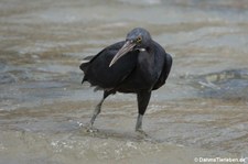 Egretta sacra-4
