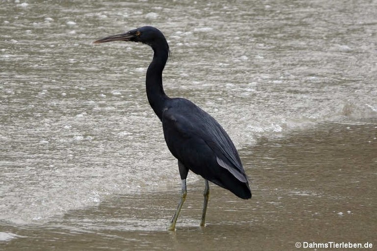 Egretta sacra