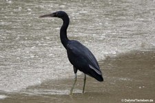 Egretta sacra-1