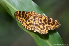 Epobeidia tigrata 
auf dem Wanderweg Dragon's Back, Hongkong Island Epobeidia tigrata-1