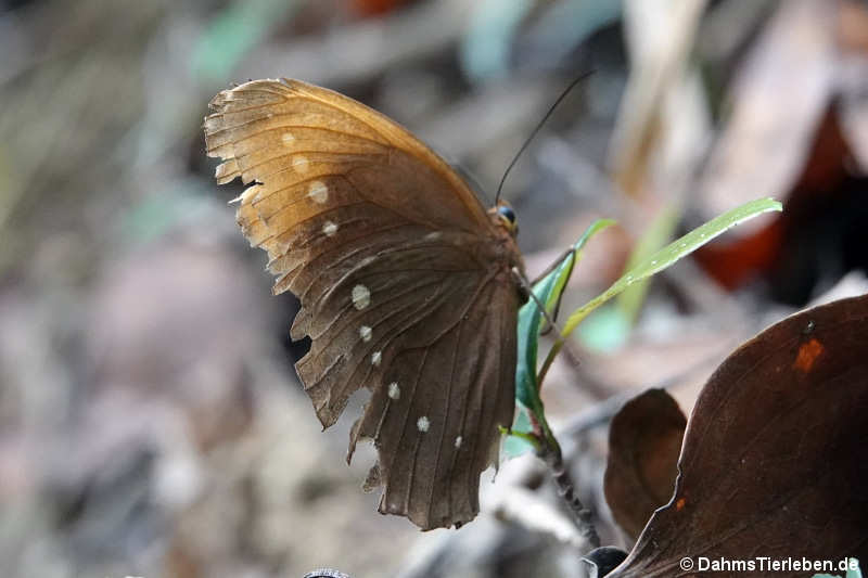 Faunis eumeus