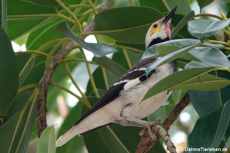 Gracupica nigricollis-2