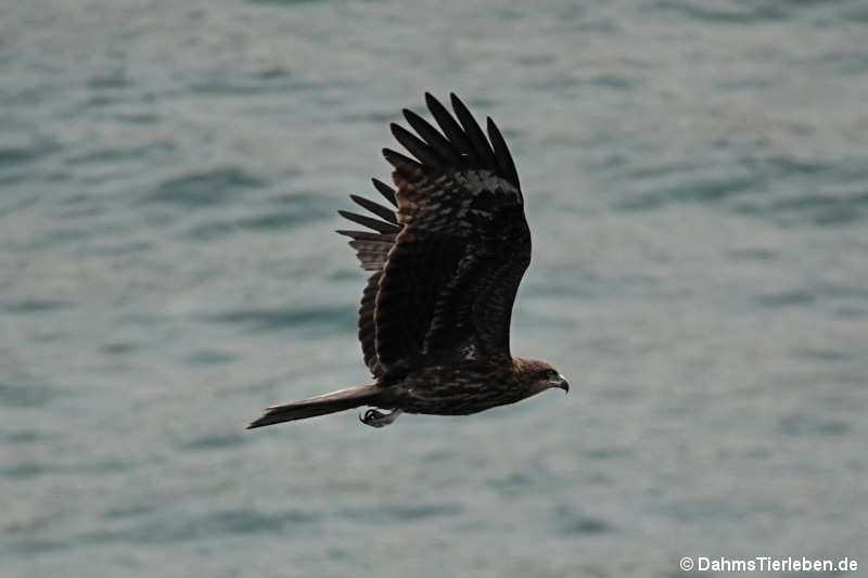 Milvus migrans