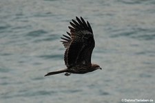 Milvus migrans lineatus-1