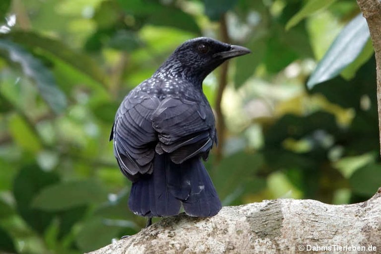 Myophonus caeruleus