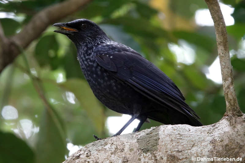 Myophonus caeruleus