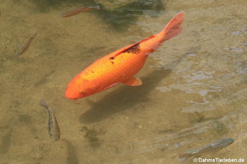 Cyprinus rubrofuscus