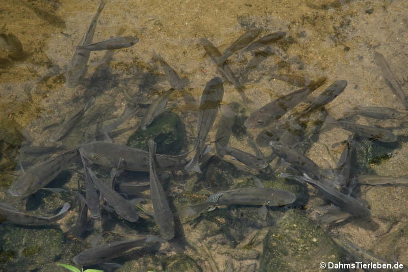Oreochromis mossambicus