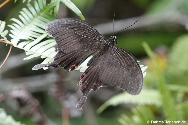 Papilio helenus
