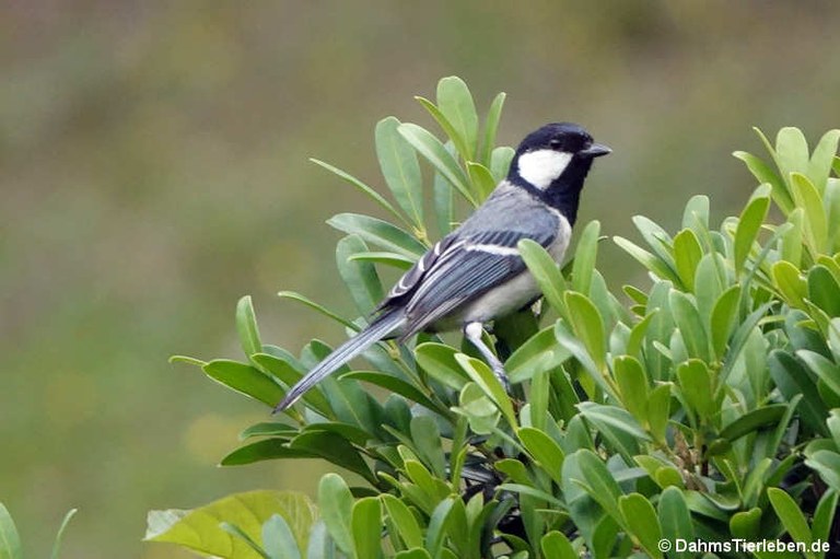 Parus cinereus