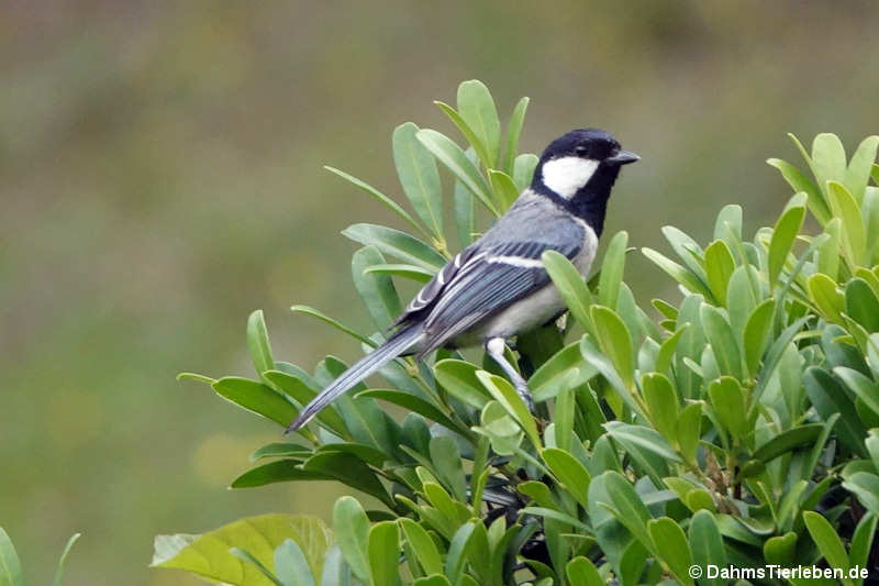 Parus cinereus