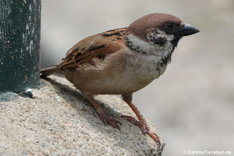 Passer montanus saturatus
