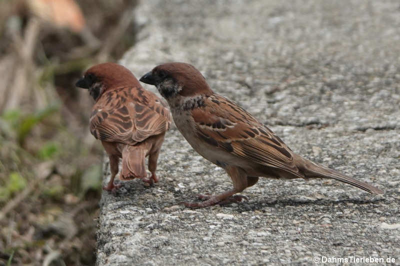 Feldsperling Passer montanus saturatus-3
