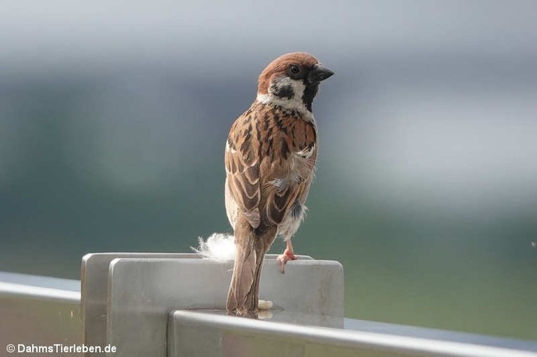 Passer montanus