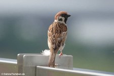 Feldsperling (Passer montanus saturatus)
in Hongkong Passer montanus saturatus-1