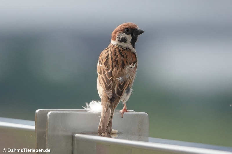 Feldsperling Passer montanus saturatus-1