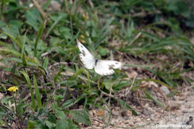 Pieris canidia