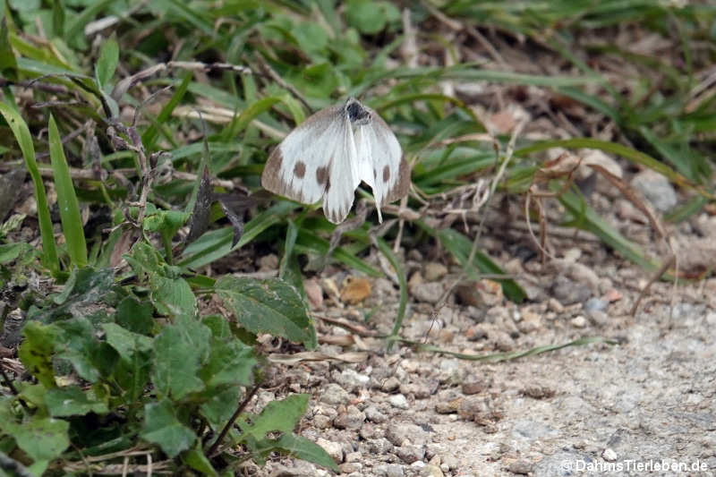 Pieris canidia Pieris canidia-1