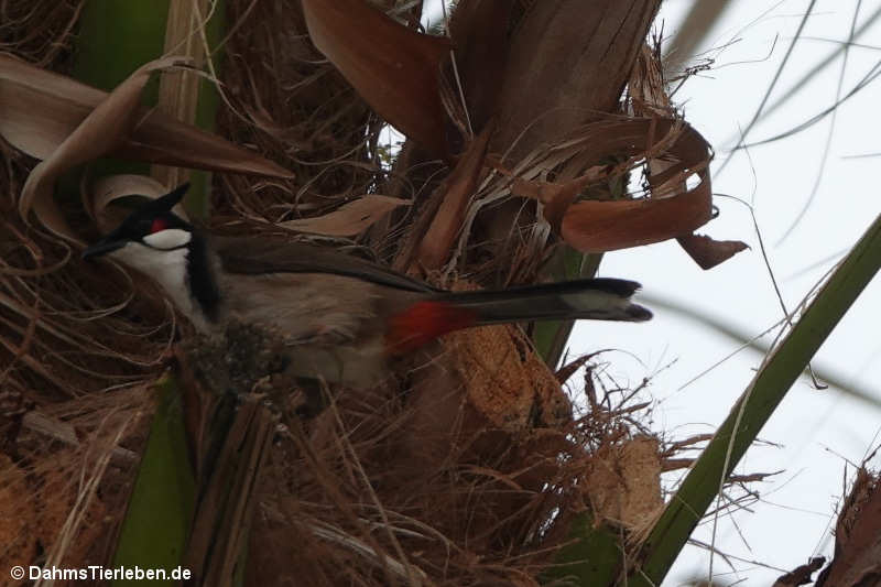 Pycnonotus jocosus-6