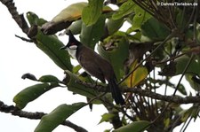 Pycnonotus jocosus-5