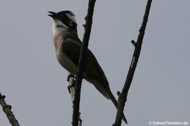 Pycnonotus sinensis
