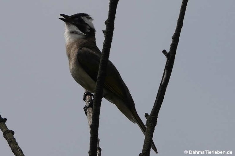 Pycnonotus sinensis