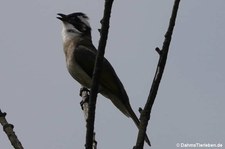 Pycnonotus sinensis-4