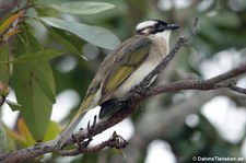 Pycnonotus sinensis-1