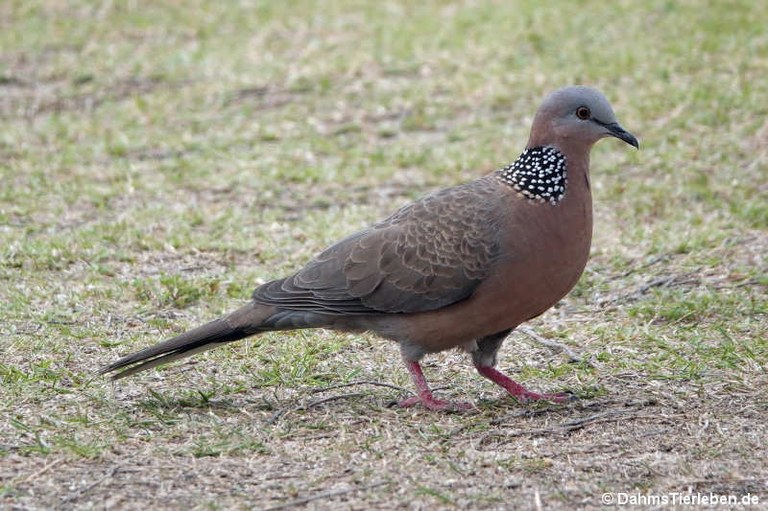 Spilopelia chinensis chinensis