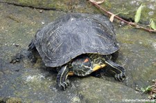 Trachemys scripta elegans-6