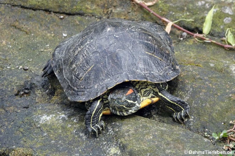 Trachemys scripta elegans