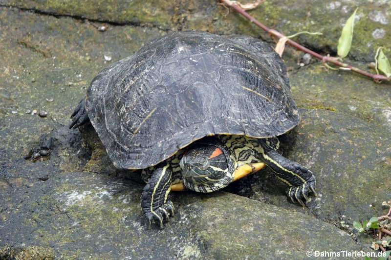 Trachemys scripta elegans