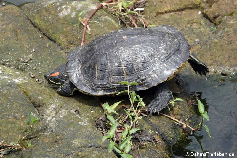 Trachemys scripta elegans