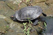 Trachemys scripta elegans-5