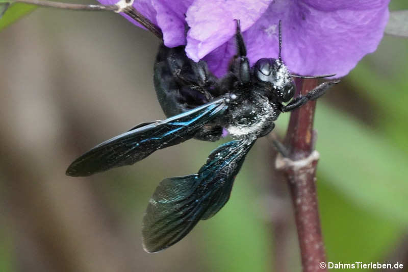 Xylocopa nasalis-2