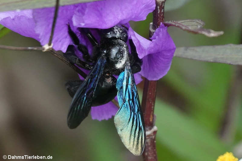 Xylocopa nasalis-1